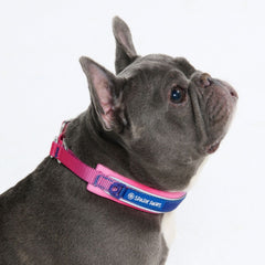 Martingale Collar - Snow Cone