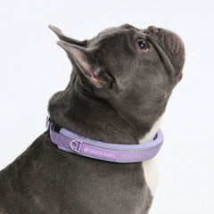 Martingale Collar - Lilac