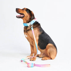 Comfort Control Dog Collar Sets