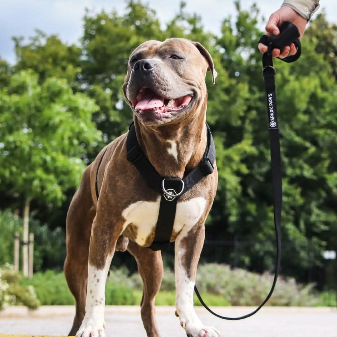 Comfort Control No-Pull Harness Sets