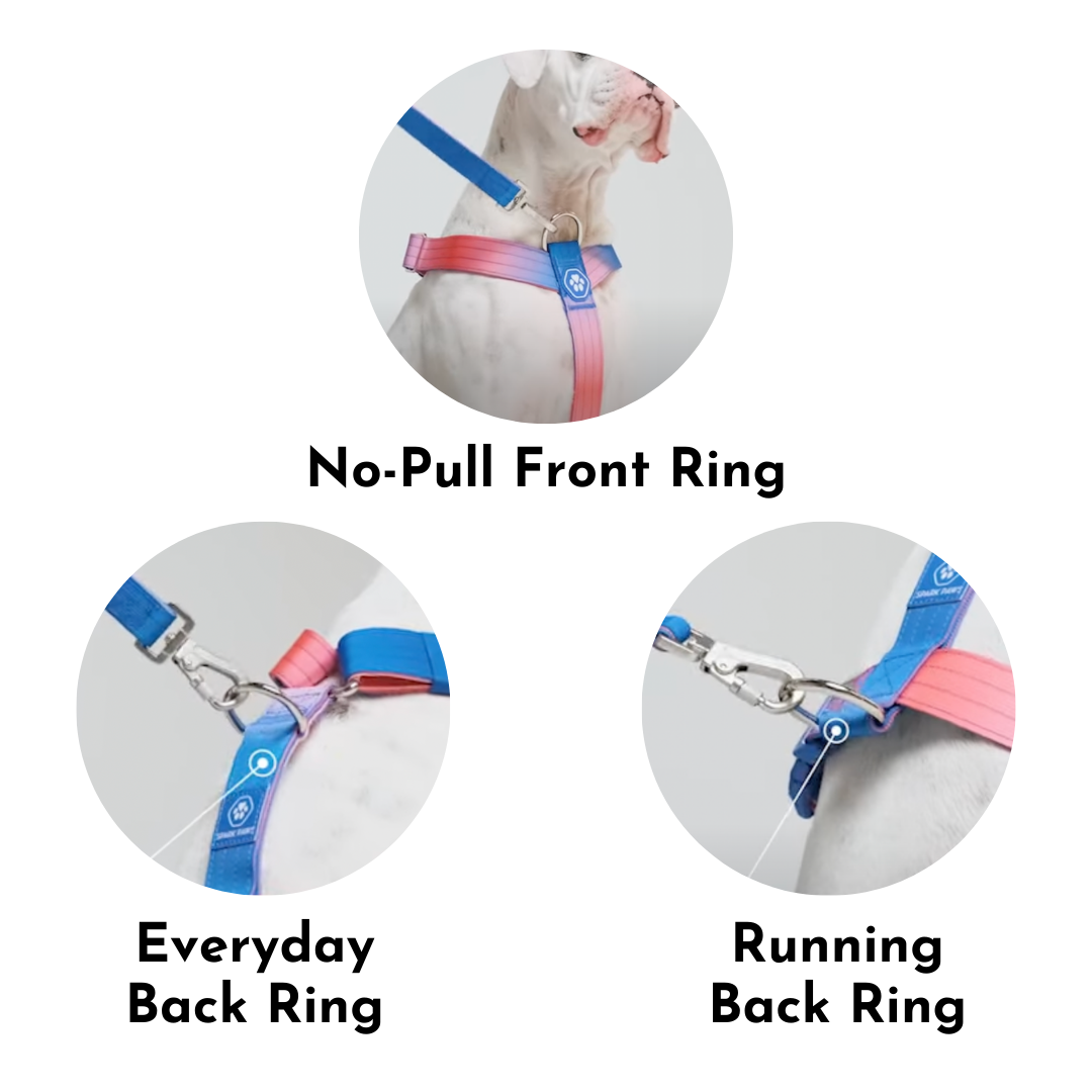 Comfort Control No-Pull Harness Sets