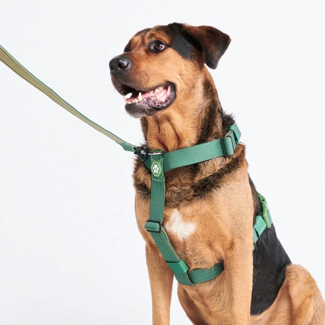 Comfort Control No-Pull Harness Sets