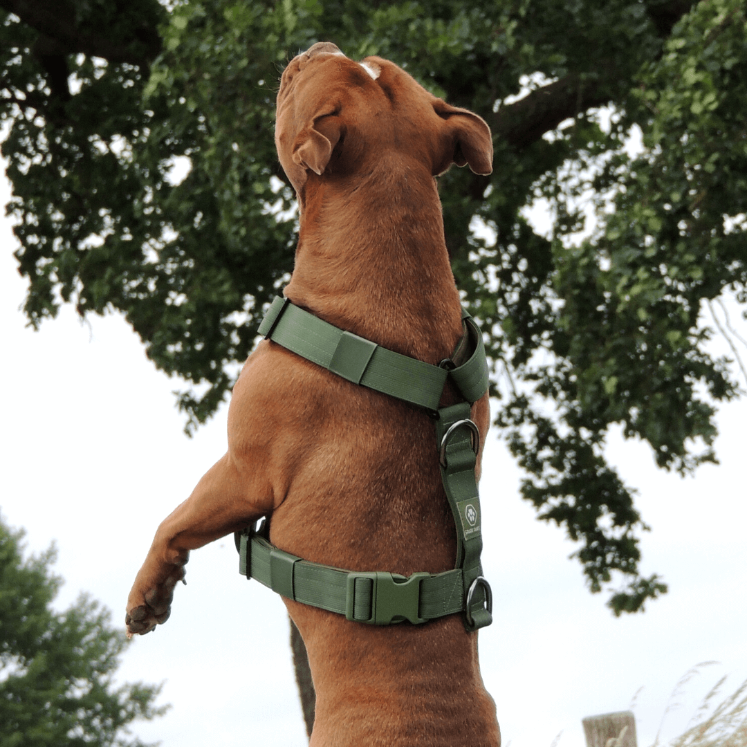 Comfort Control No-Pull Harness Sets