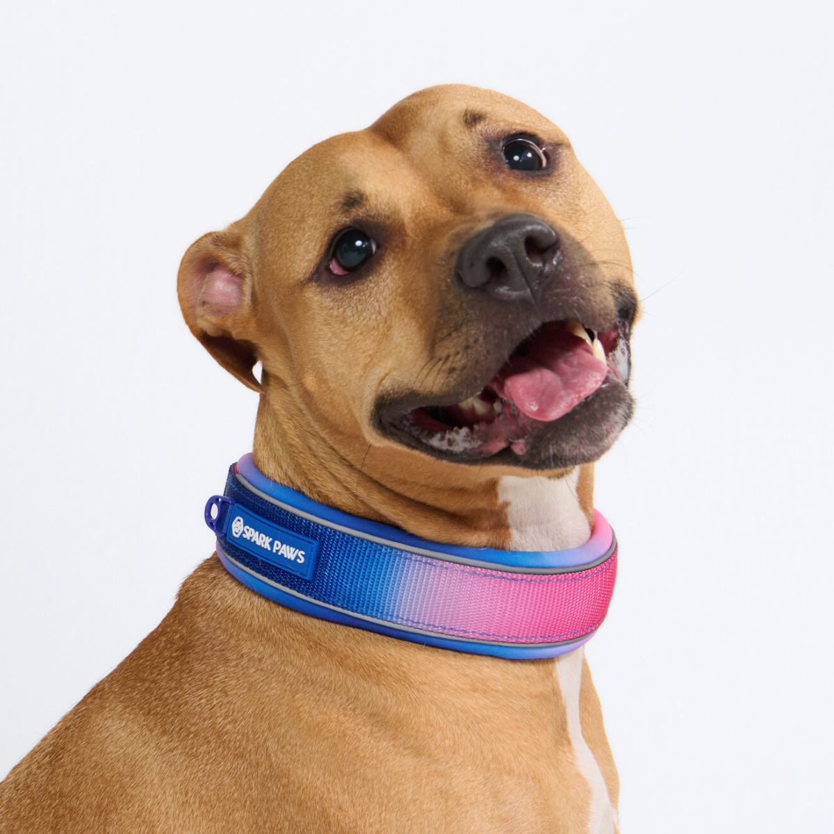 Martingale Dog Collars