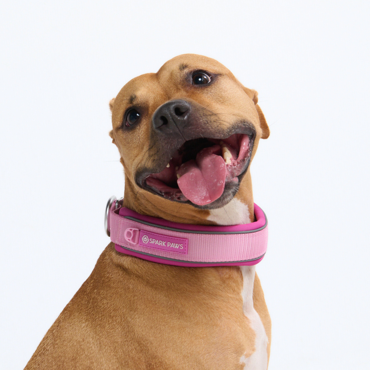 Martingale Dog Collars