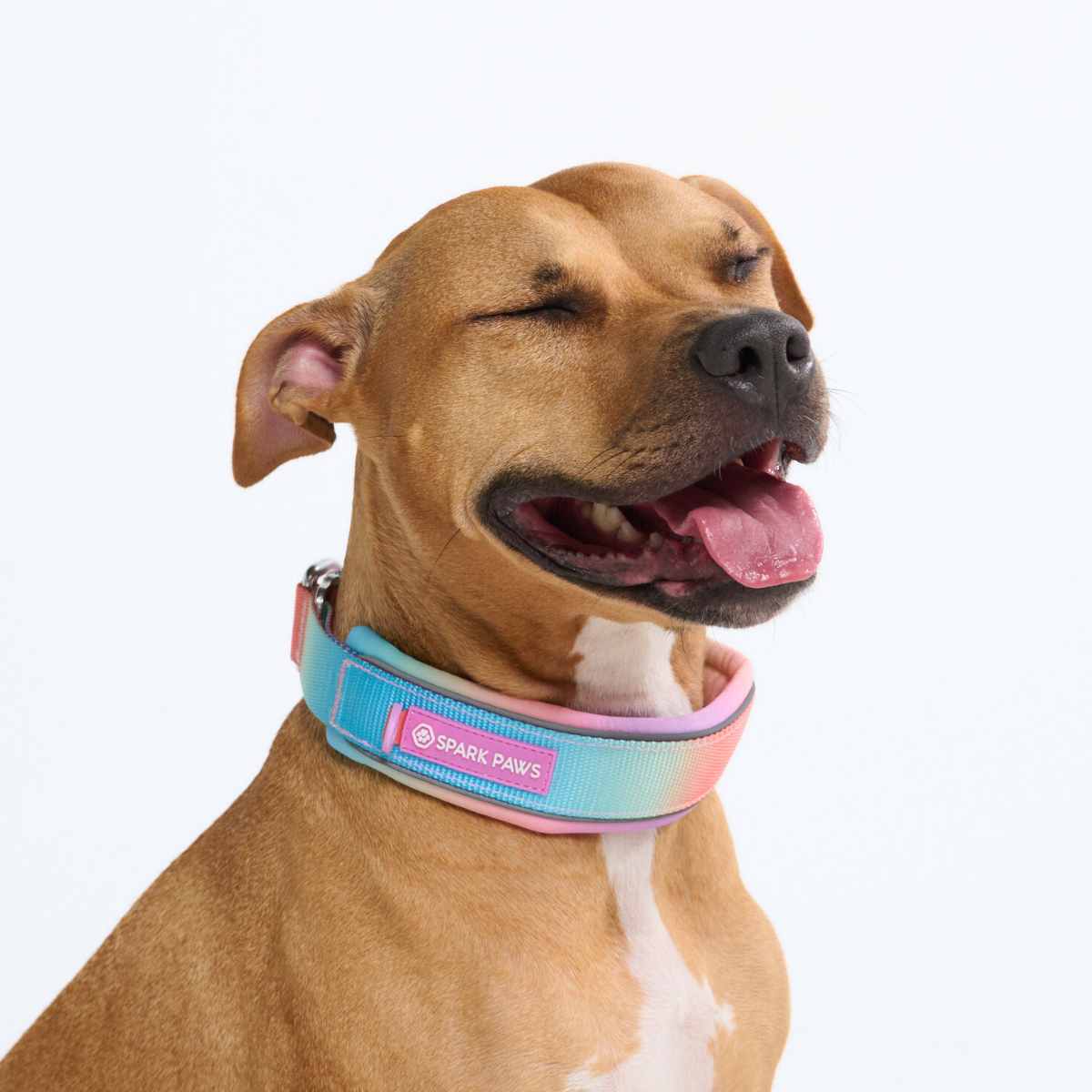 Martingale Collar - Pastel Icing