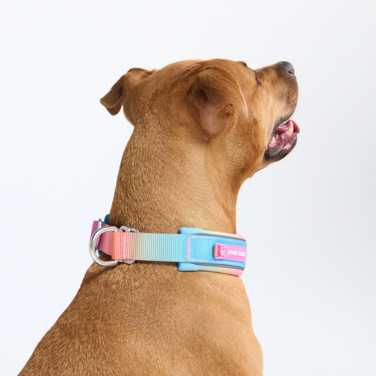 Martingale Dog Collars