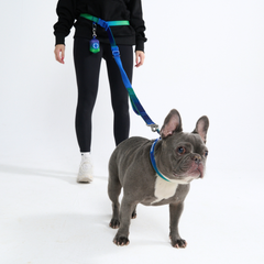 Multipurpose Seatbelt Handsfree Leash & Poop Bag Holder Set
