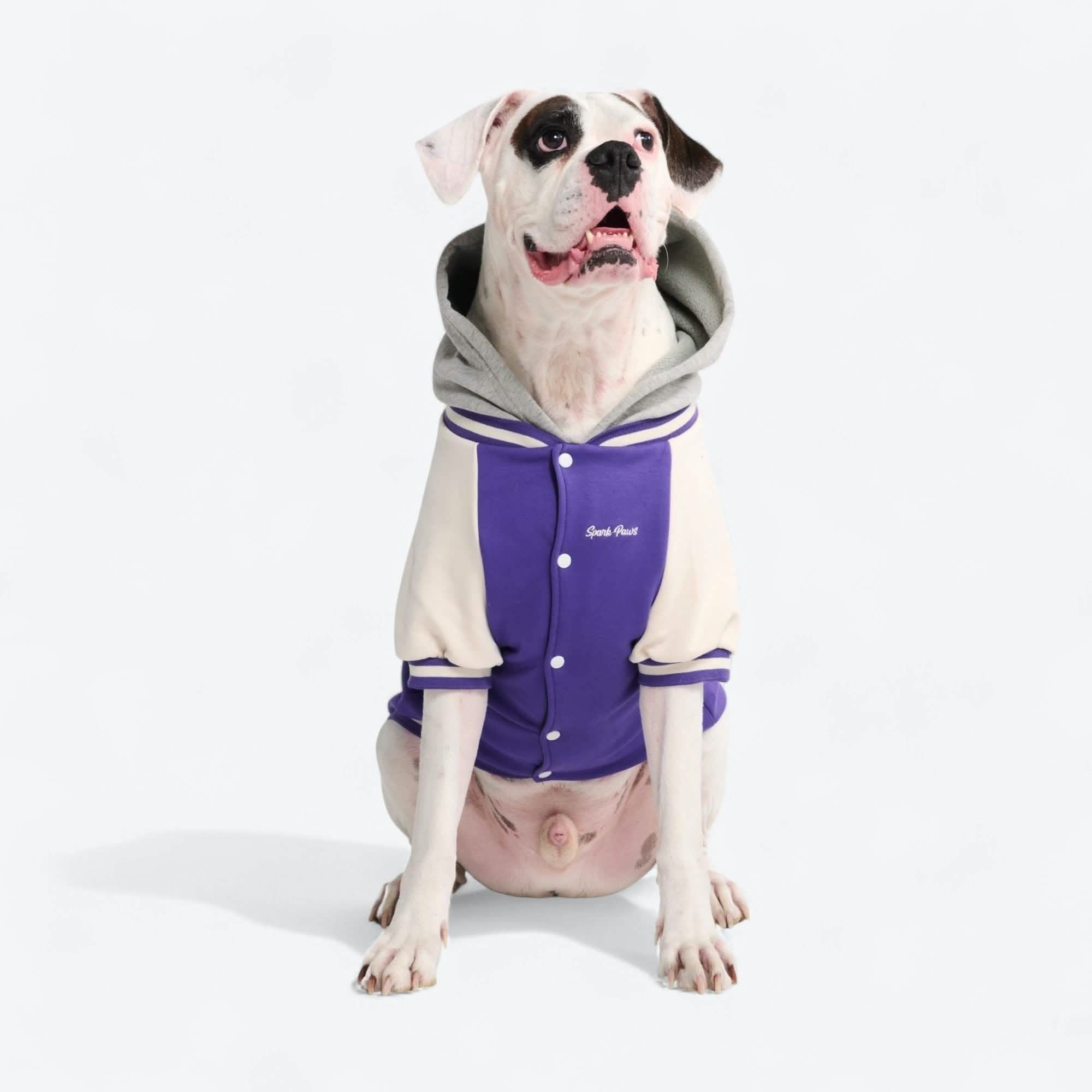 Dog Varsity Jacket - Purple