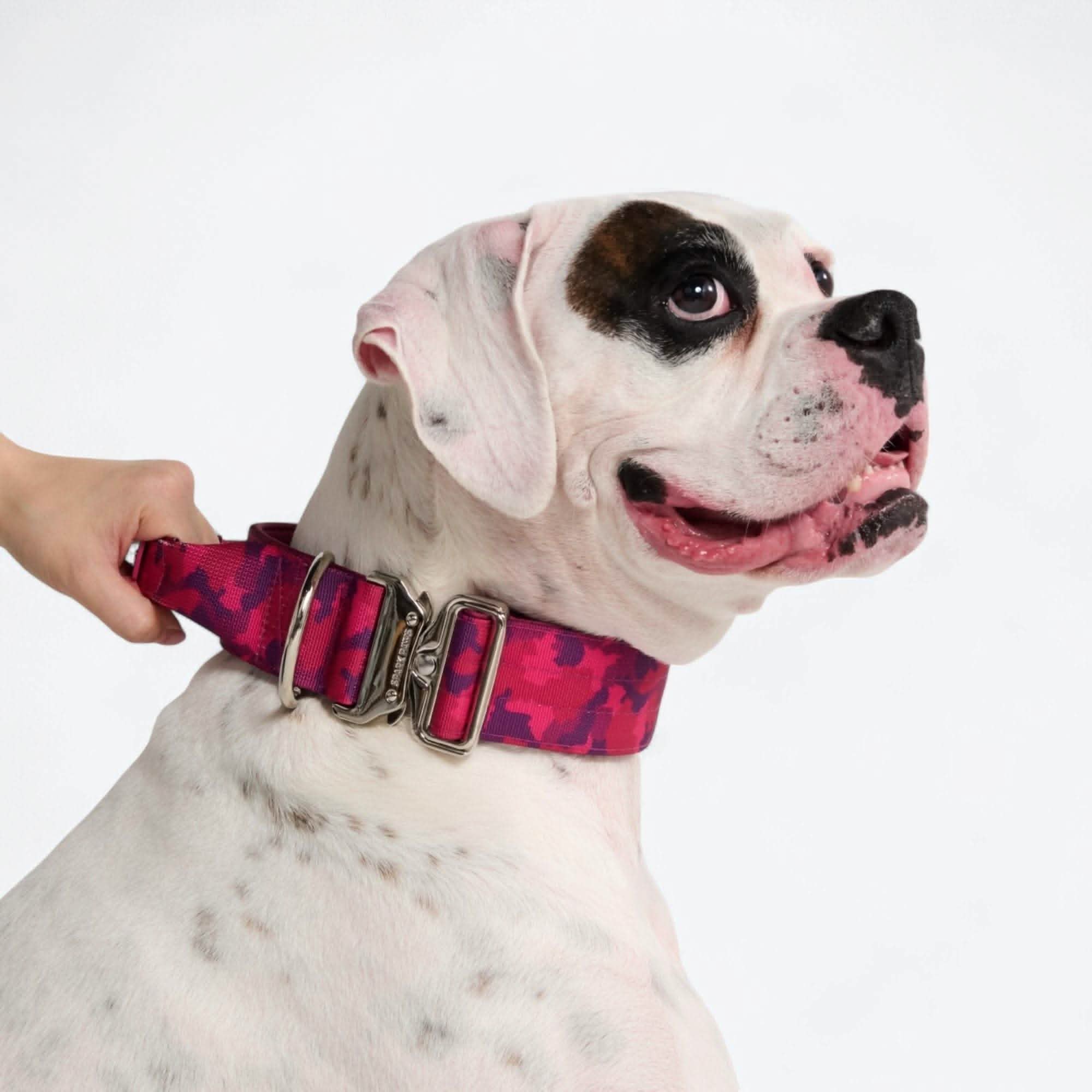 Comfort Control Dog Collar Sets