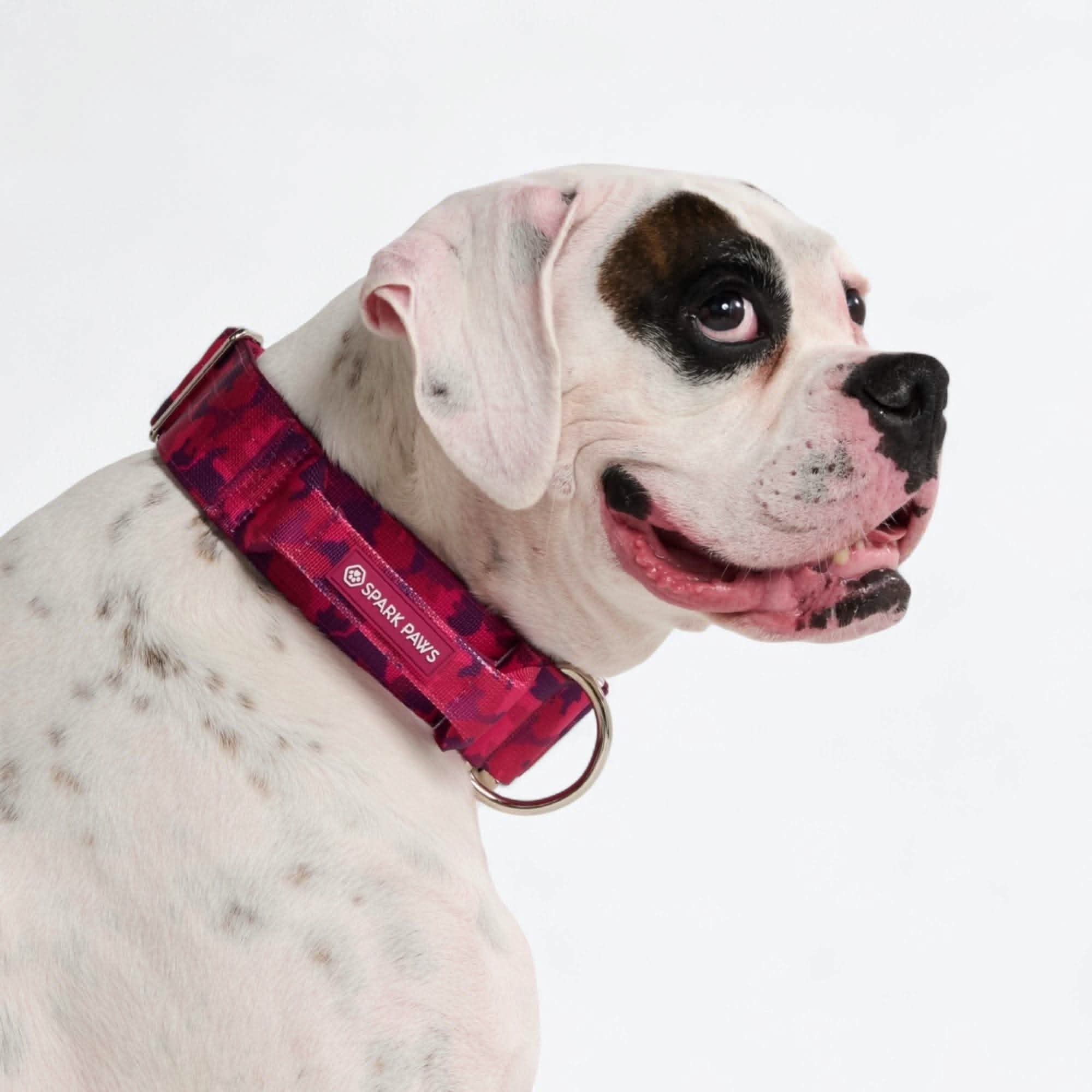 Comfort Control Dog Collar Sets