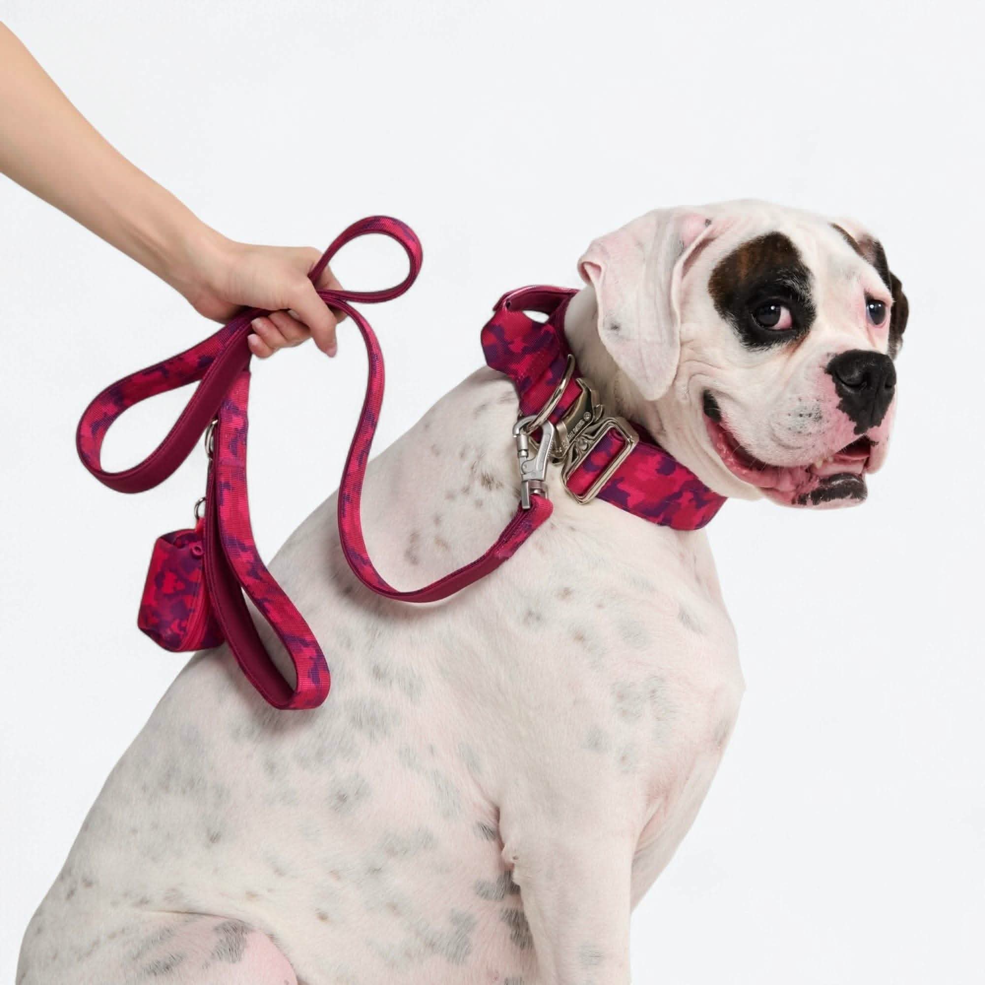 Comfort Control Dog Collar Sets