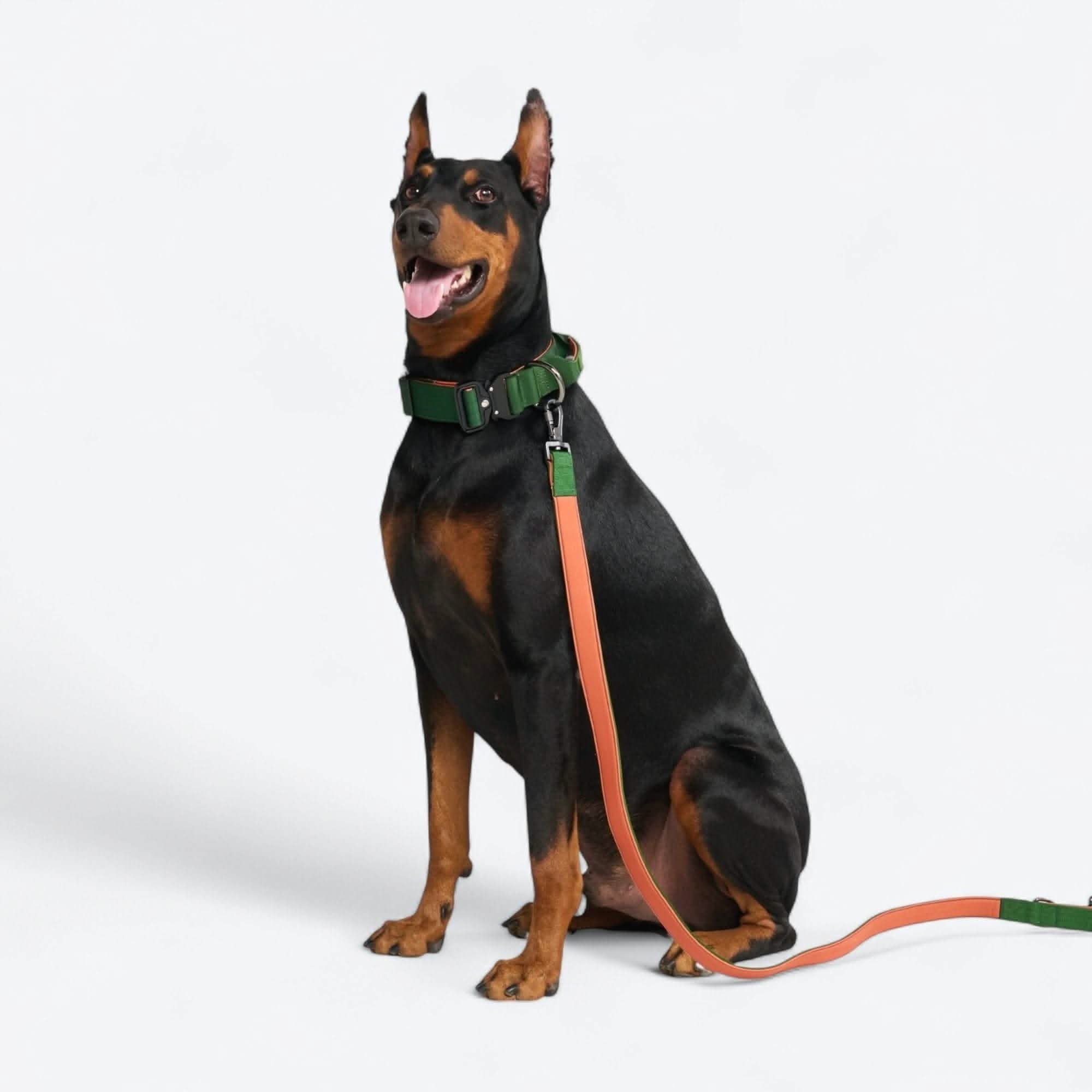 Comfort Control Dog Collar Sets