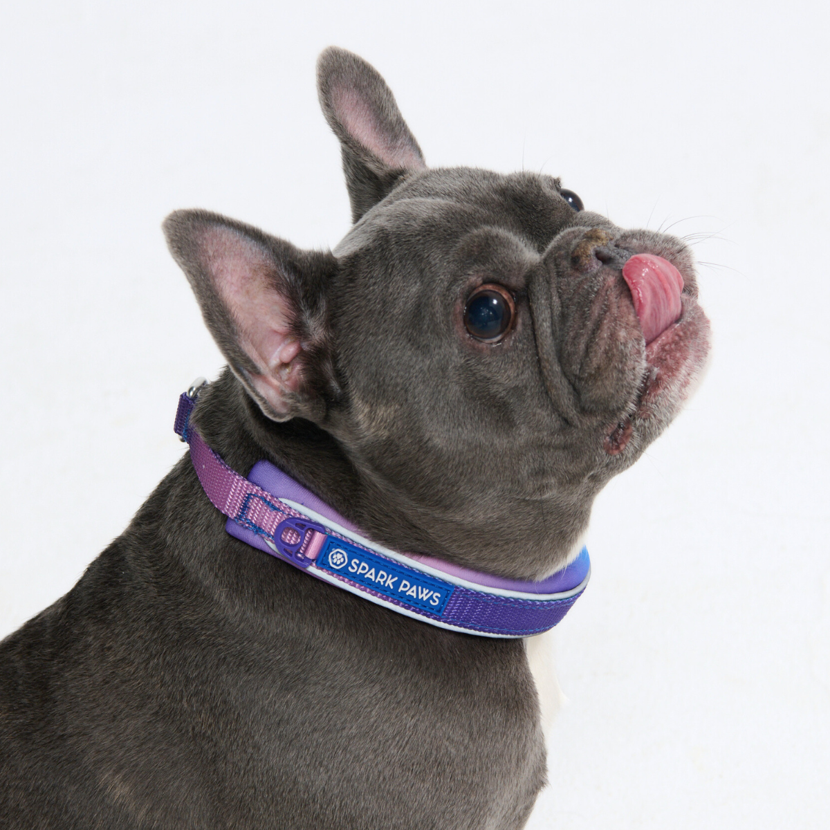 Martingale Dog Collars