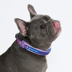 Martingale Dog Collars