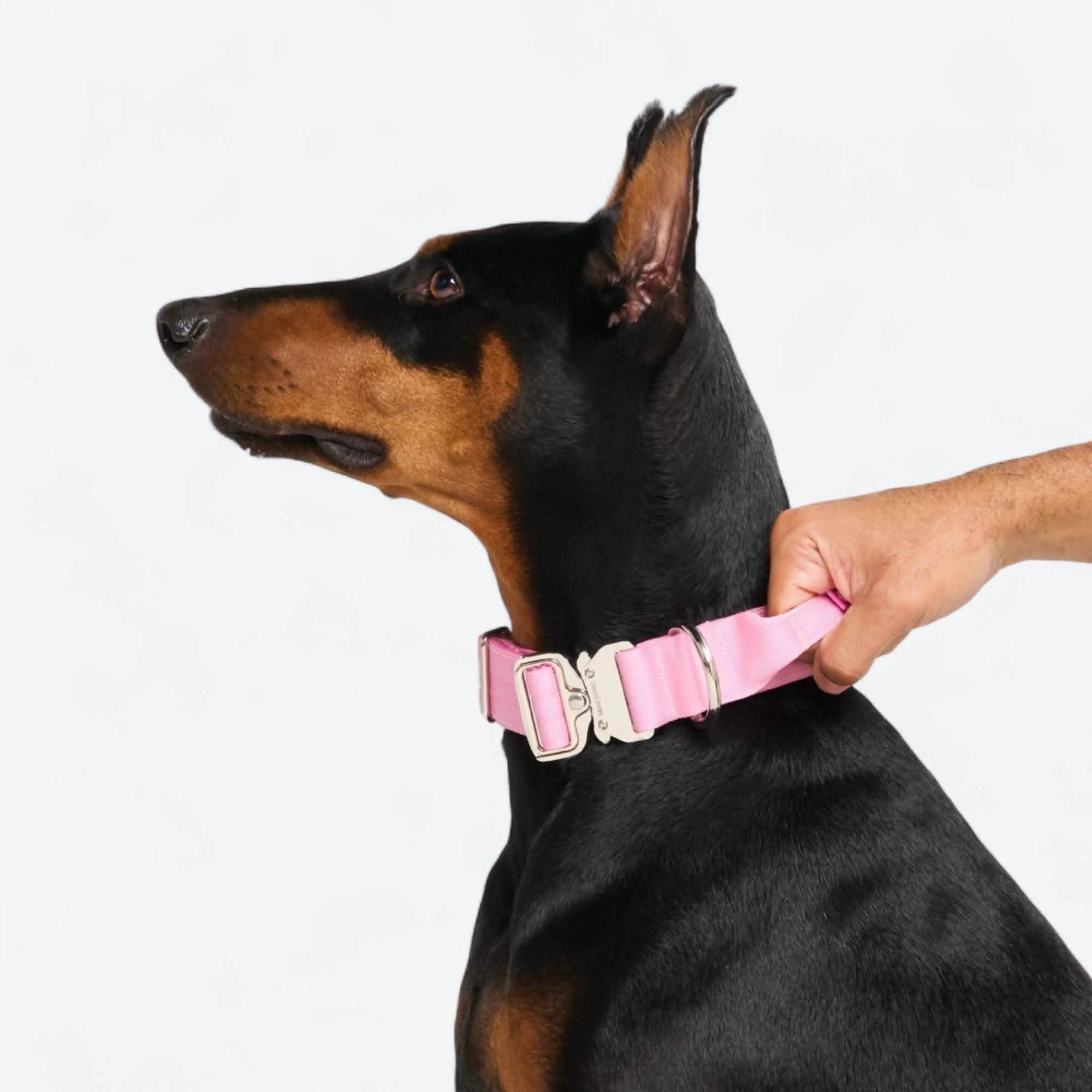 Comfort Control Dog Collar Sets