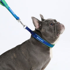 Martingale Collar - Lime Wave