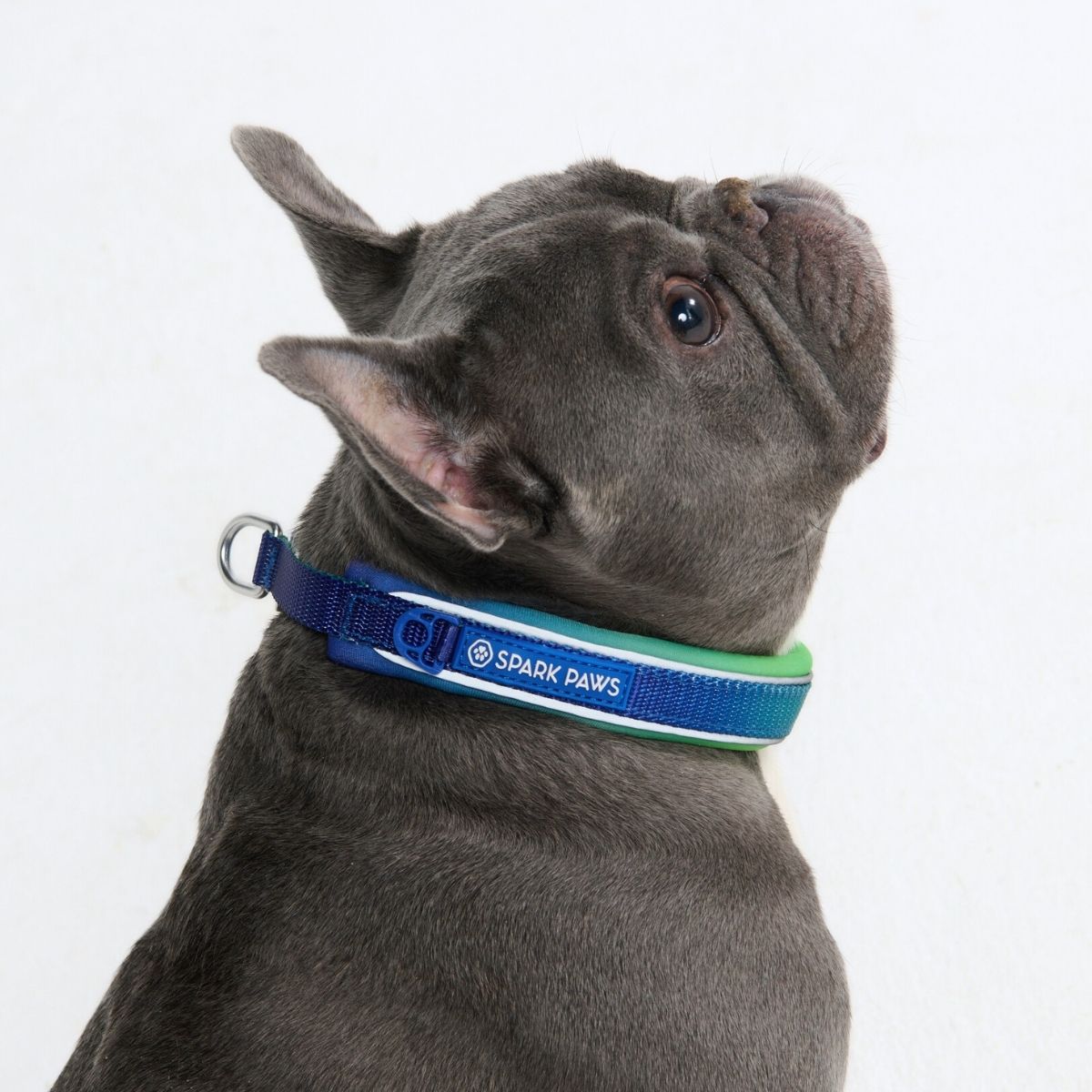 Martingale Collar - Lime Wave