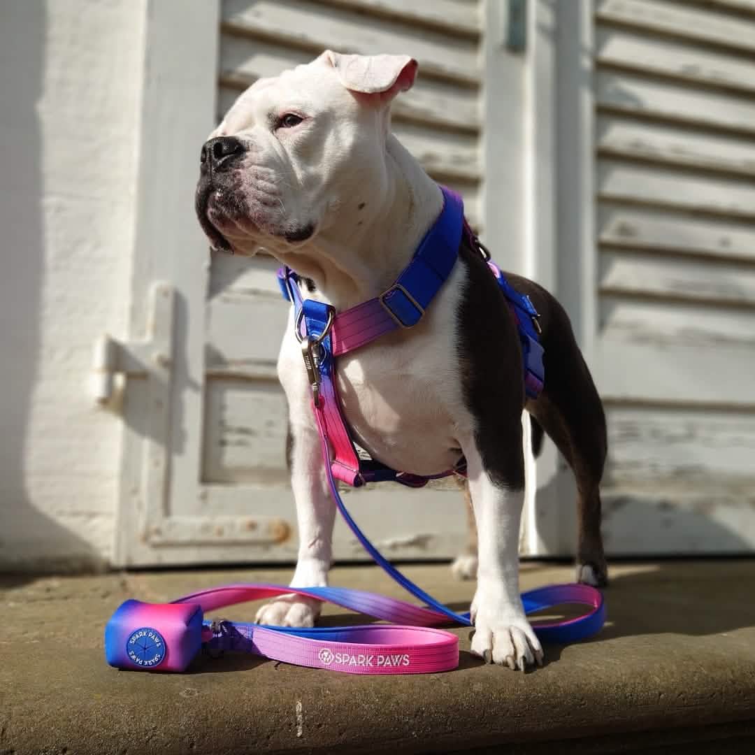 Leash and Poop Bag Holder Set