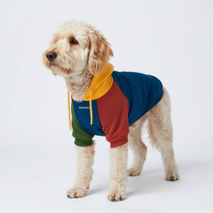 Primary Color Block Dog Hoodie