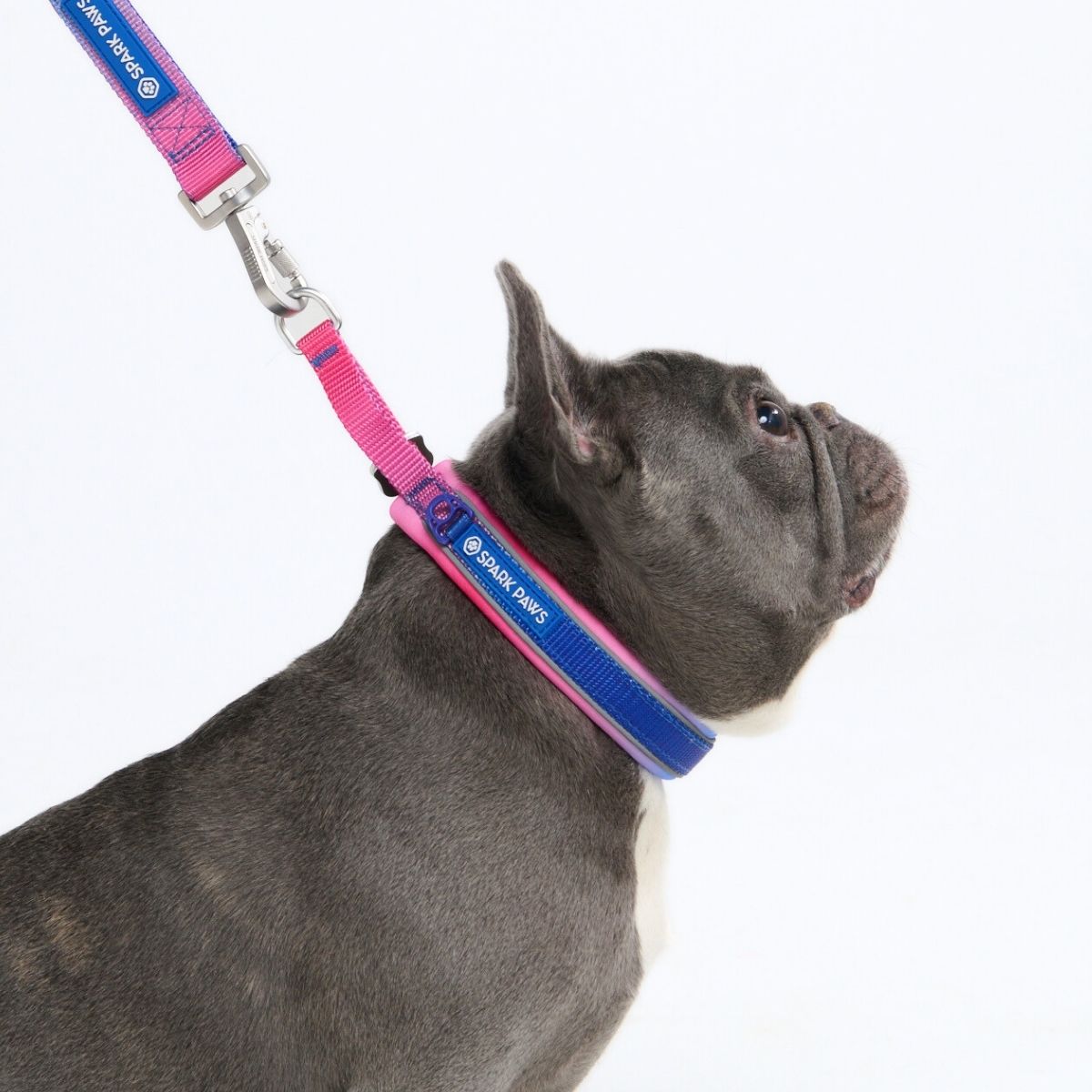 Martingale Collar - Snow Cone