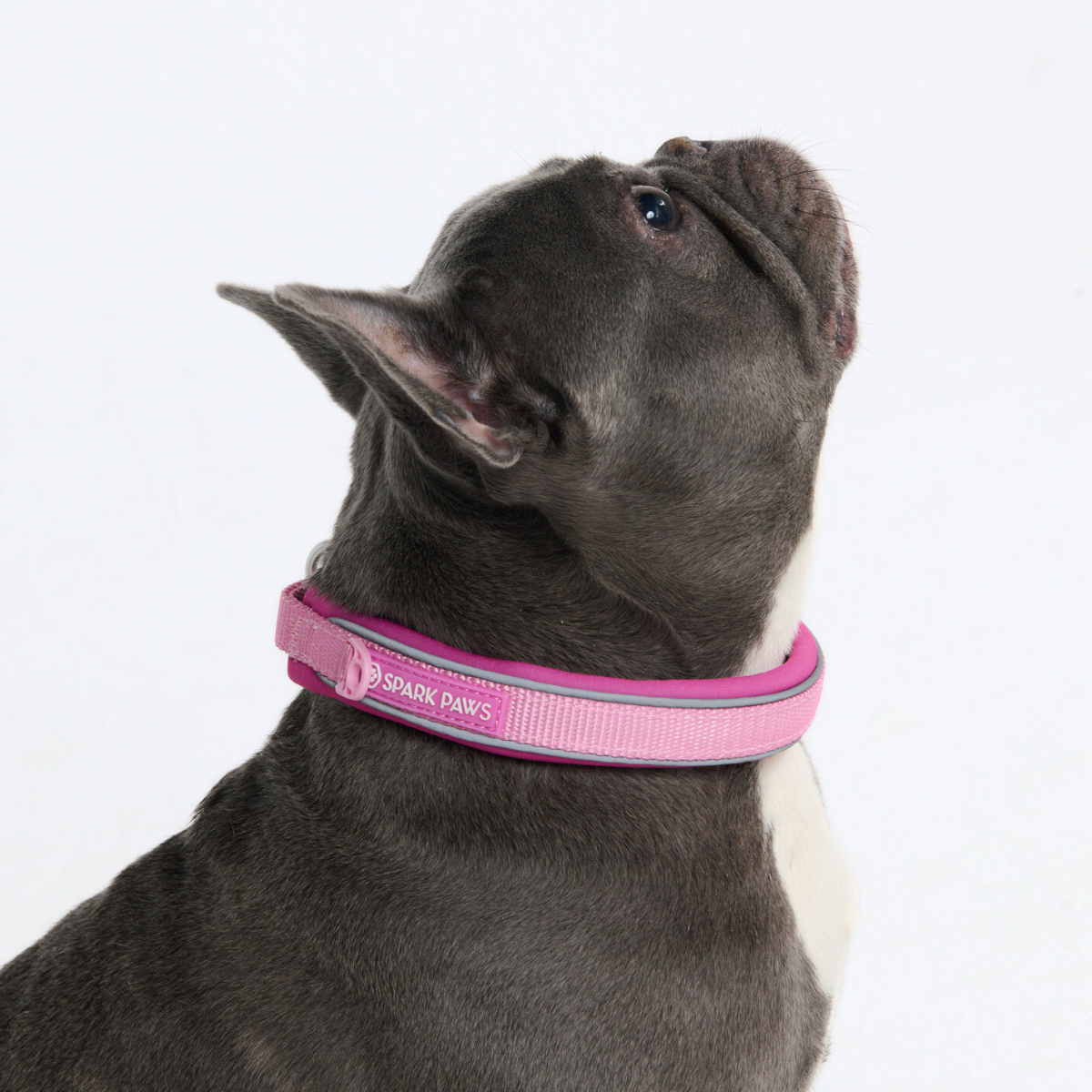 Martingale Dog Collars
