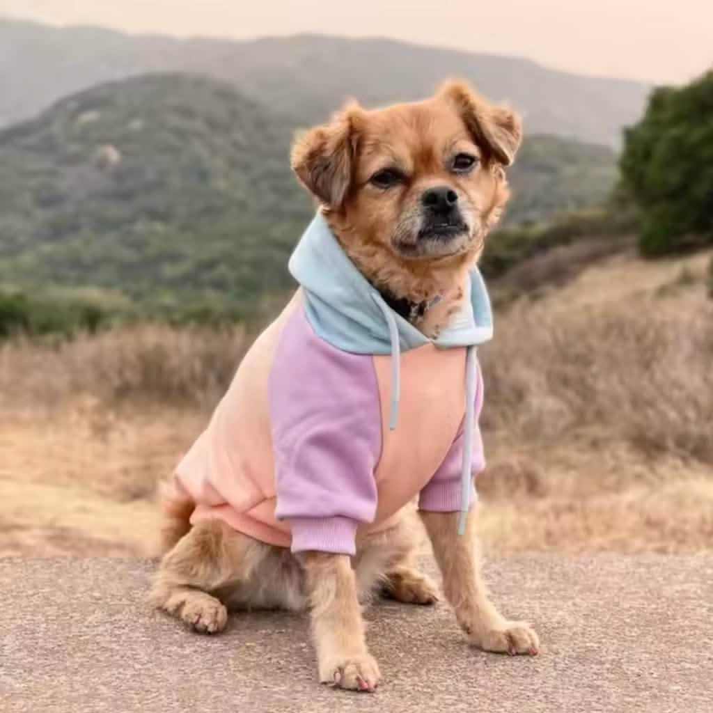 Cotton Candy Dog Hoodie