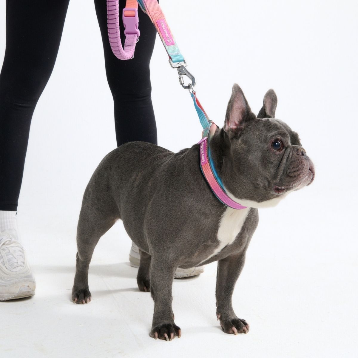 Martingale Collar - Pastel Icing