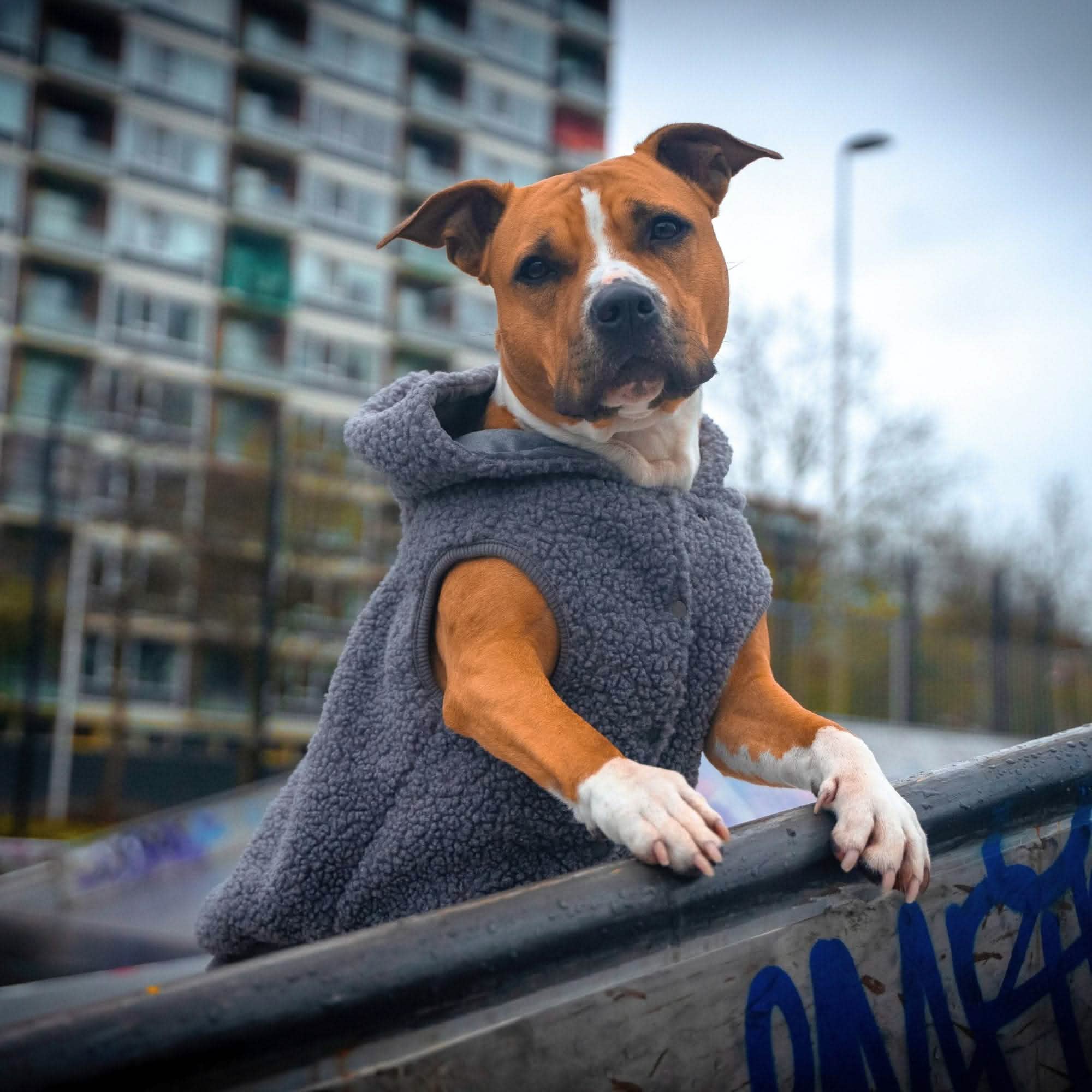 Teddy Sherpa Jacket - Grey