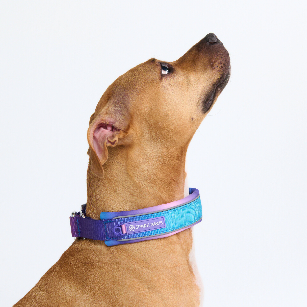 Martingale Dog Collars
