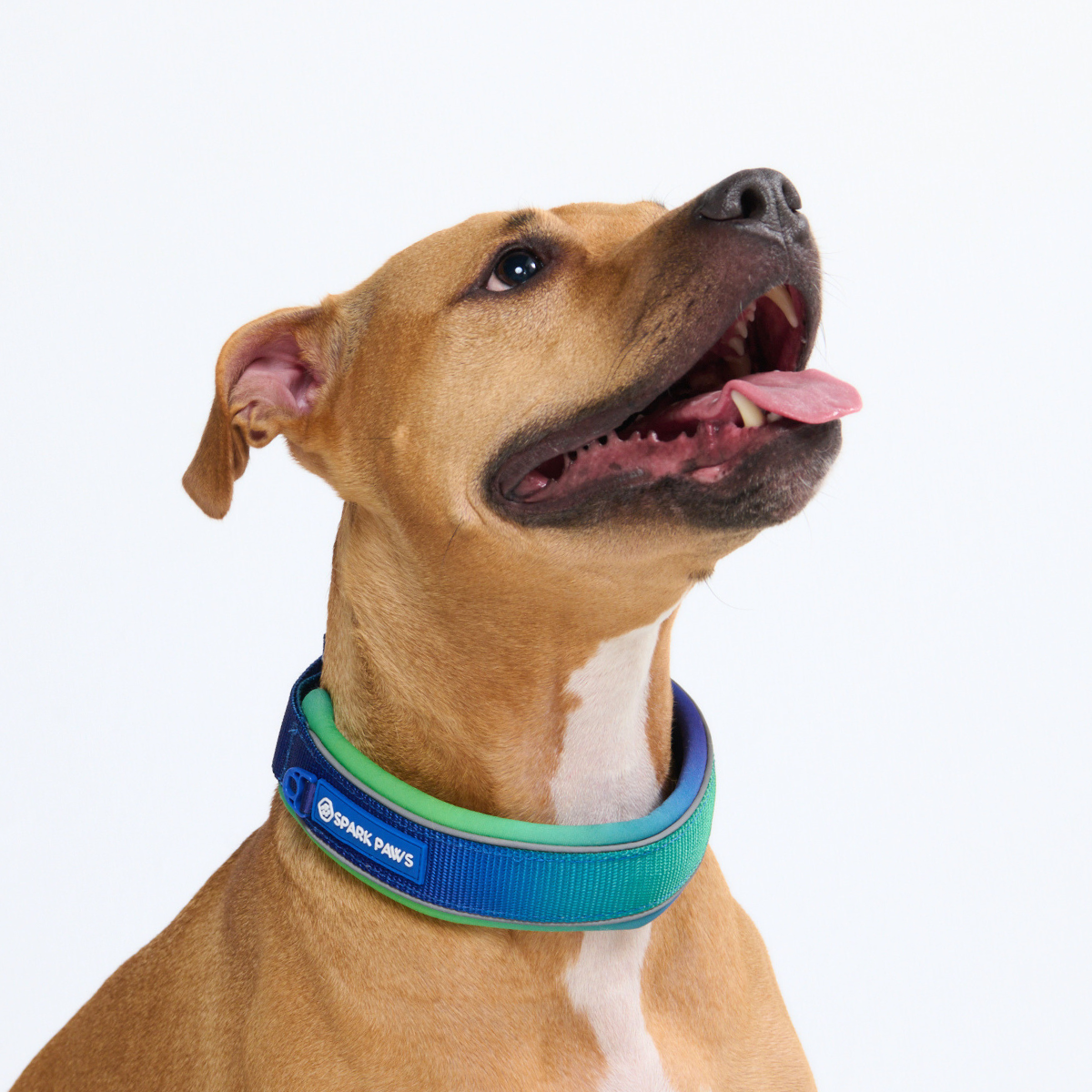 Martingale Collar - Lime Wave