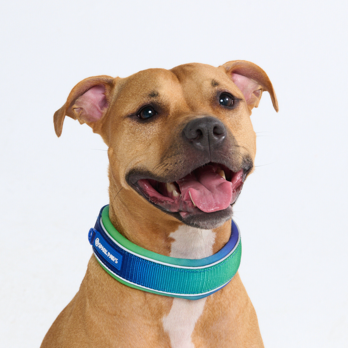 Martingale Dog Collars