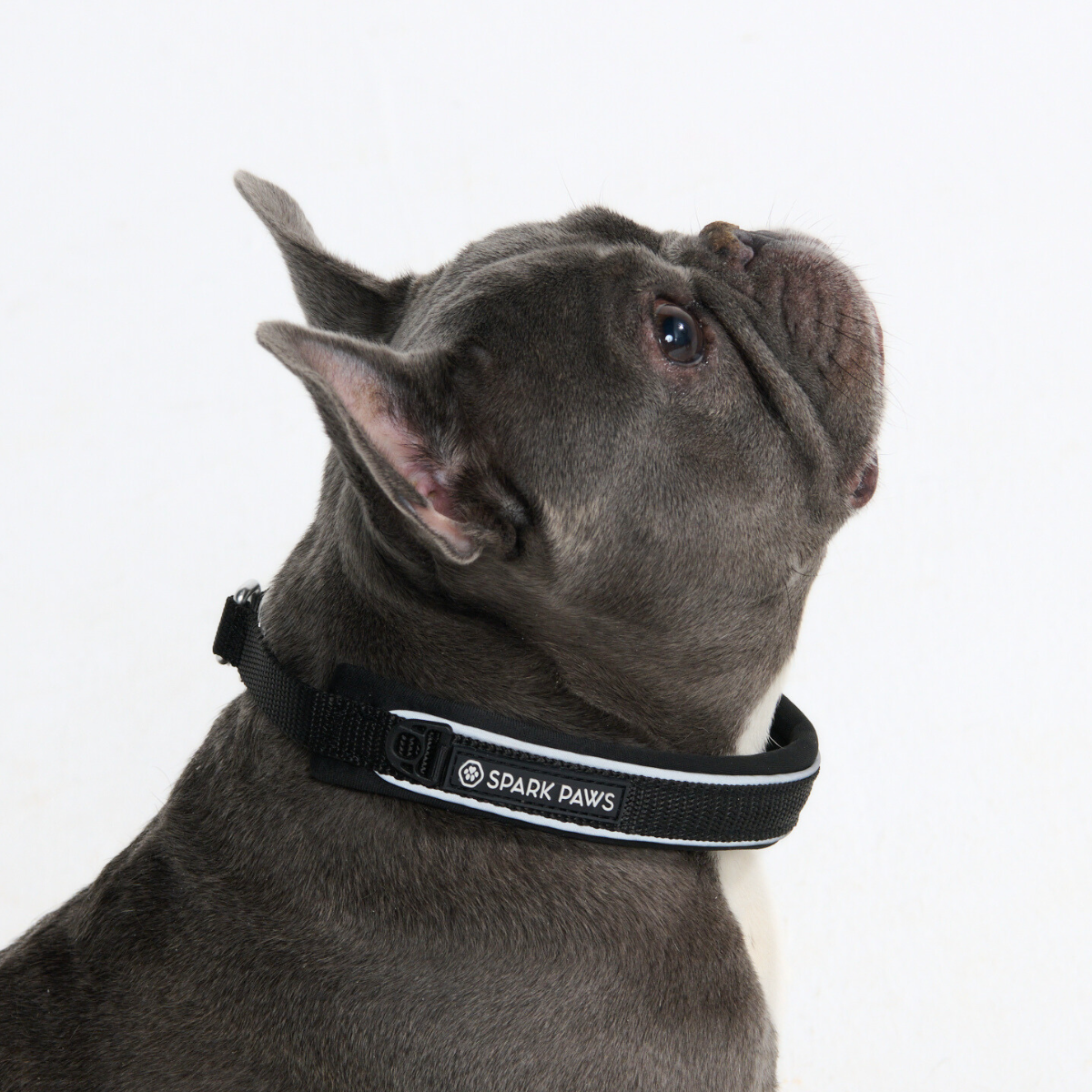 Martingale Dog Collars