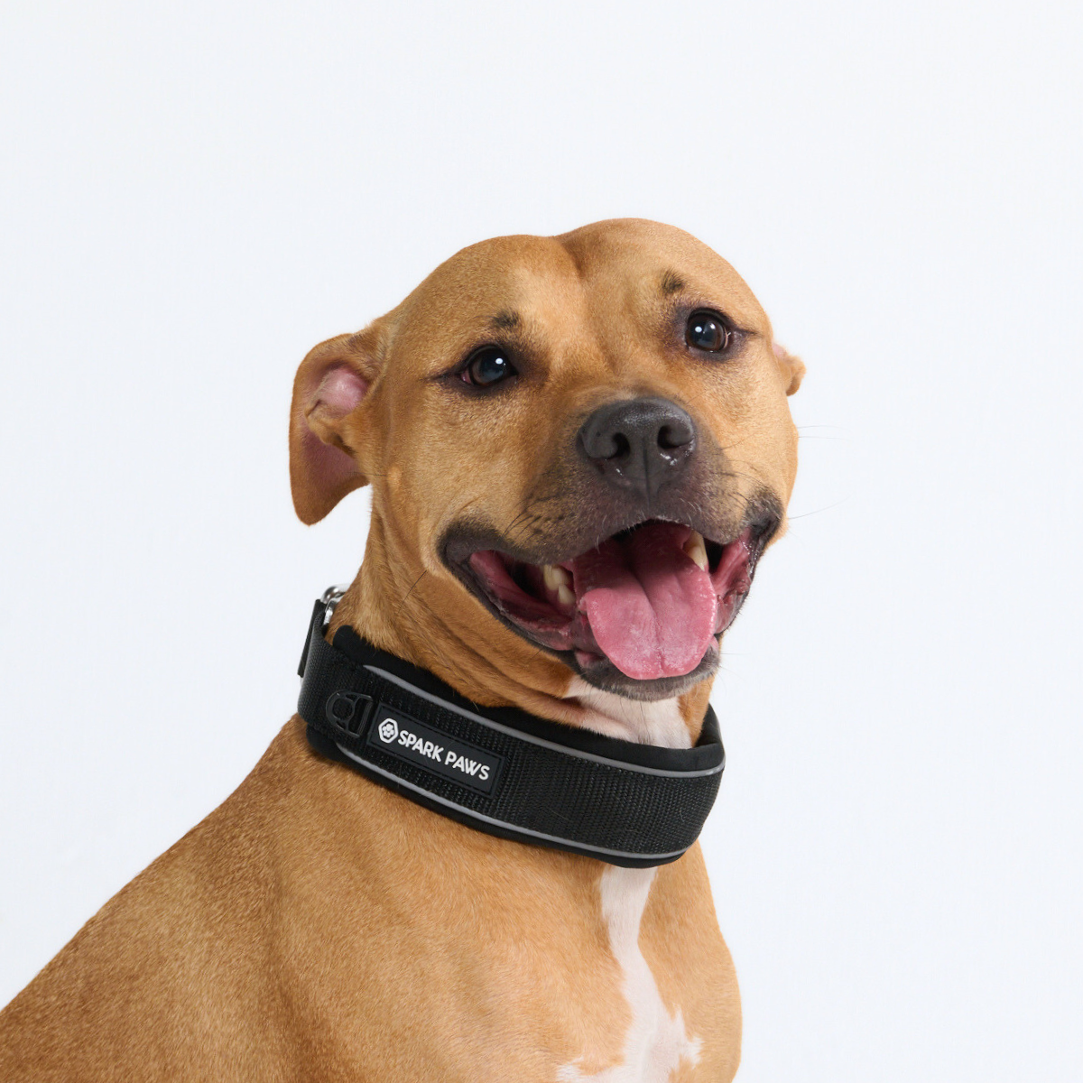Martingale Dog Collars