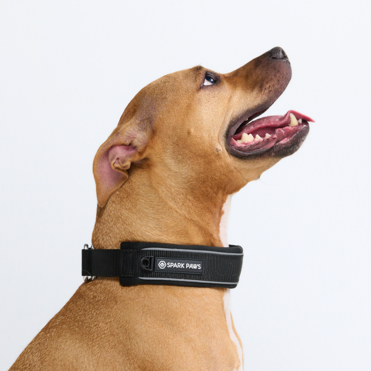 Martingale Collar - Black