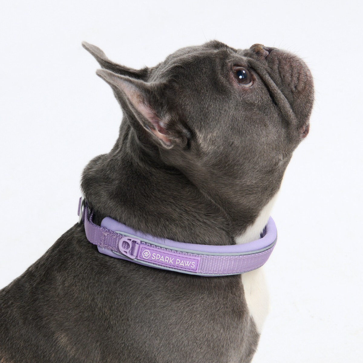 Martingale Dog Collars