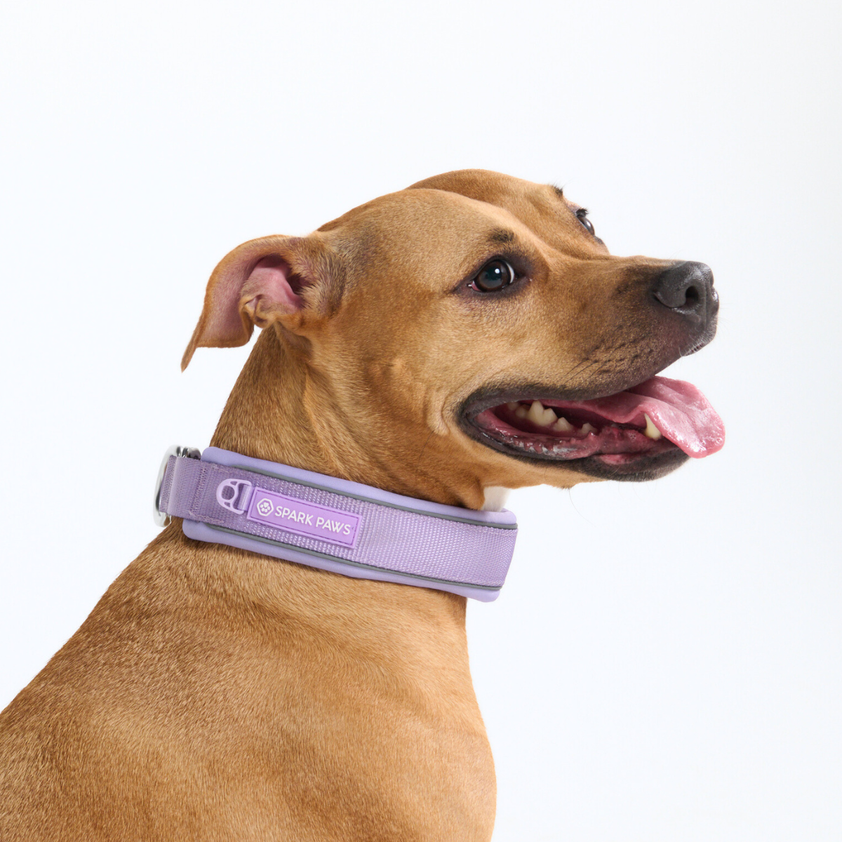 Martingale Dog Collars
