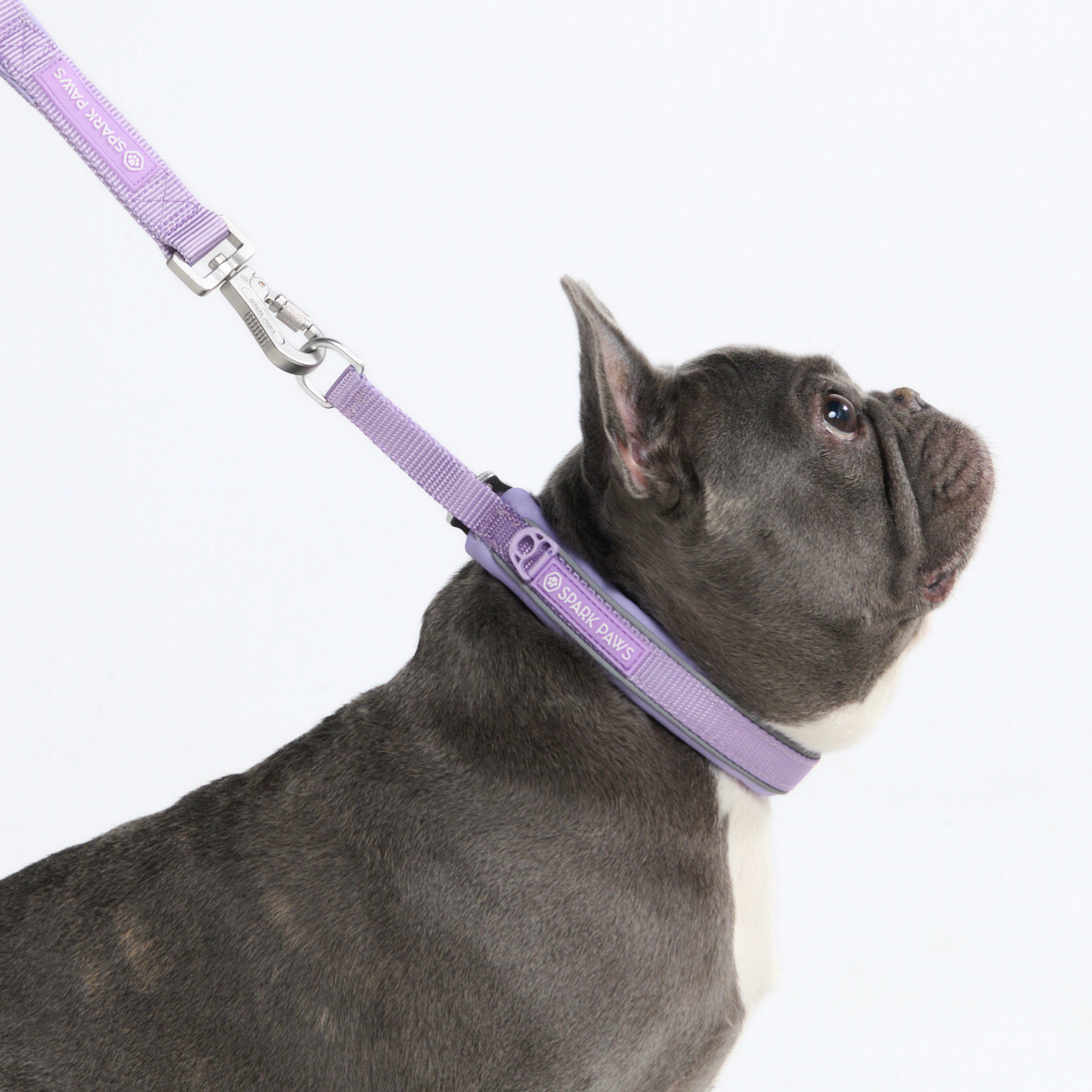 Martingale Dog Collars