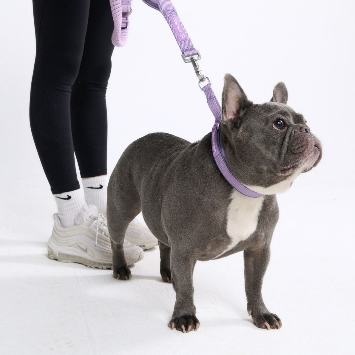 Martingale Collar - Lilac