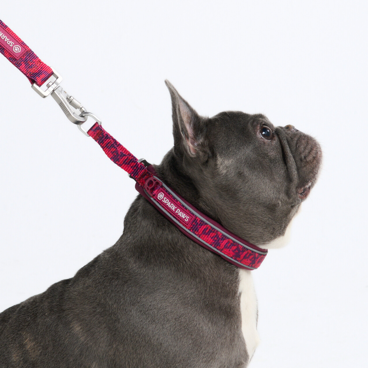 Martingale Dog Collars