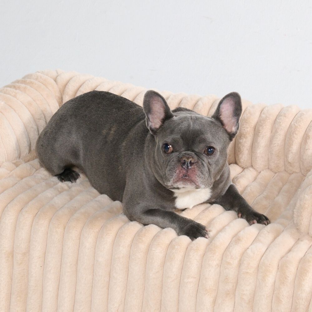 Luxury Couch Cover Dog Beds
