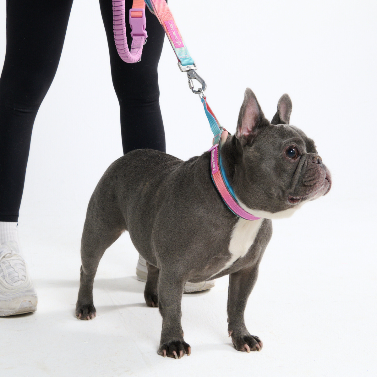 Multipurpose Seatbelt Handsfree Leash & Poop Bag Holder Set