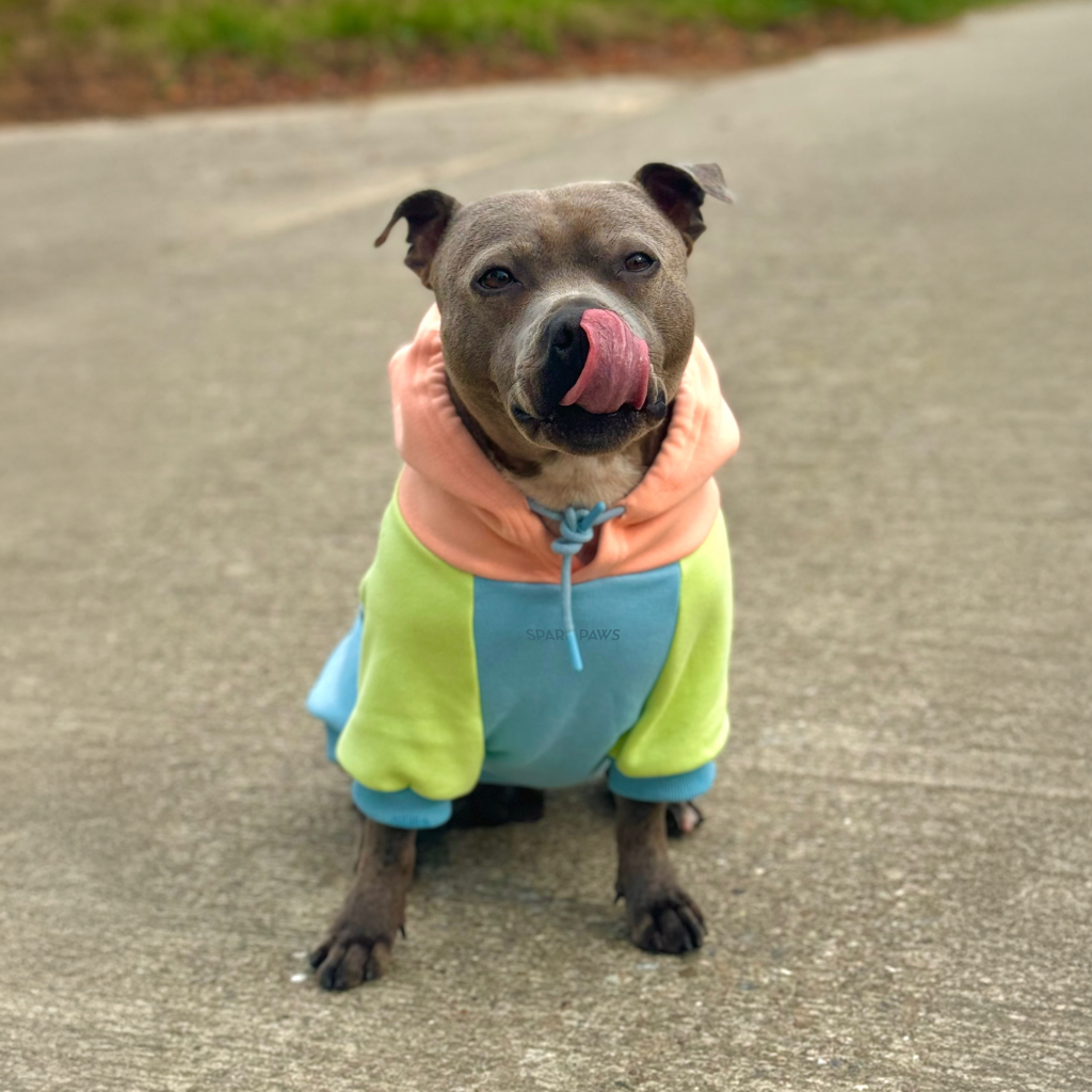 Jelly Bean Dog Hoodie